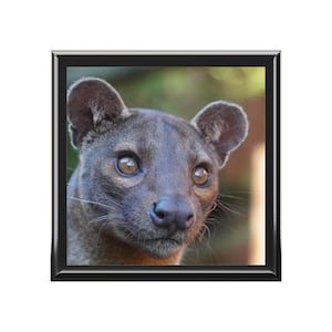 Jewelry Box, fossa gifts