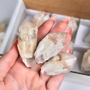 May include: A hand holding several raw quartz crystal points, with others visible in a white box. The crystals are primarily white with tan and brown inclusions. The crystals have a natural, rough texture and are of varying sizes.