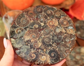 Decorative Ammonite Coasters, Stone Coasters, Crystal Coasters, Polished Ammonite Fossil