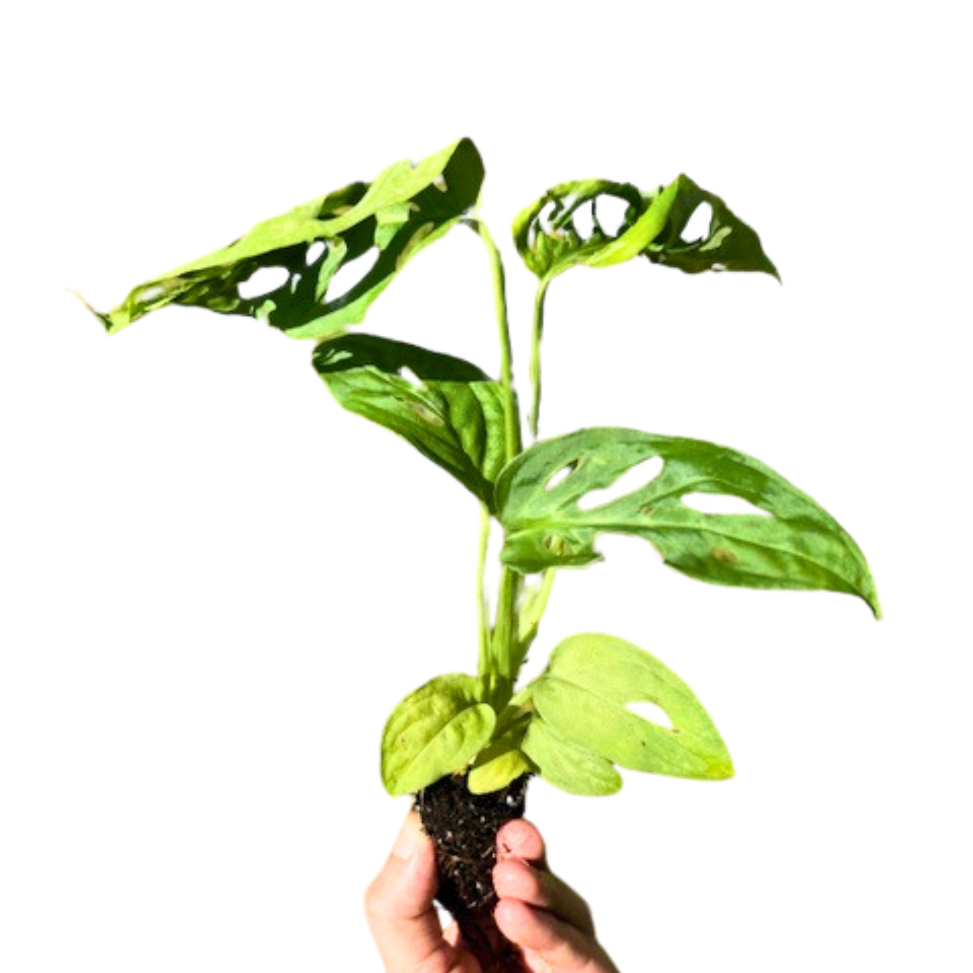 Live Monstera Adansonii Live Swiss Cheese Plant 4-6 Inch Bare Root Plant for Indoors Pet-Friendly with Unique Heart-Shaped Leaves, Easy Care