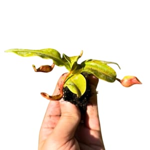 Live Nepenthes Alata –Tropical Pitcher Plant Bare Root 2-4inches, Low-Maintenance, Pet-Friendly Carnivorous Plant Exotic Tropical Plant