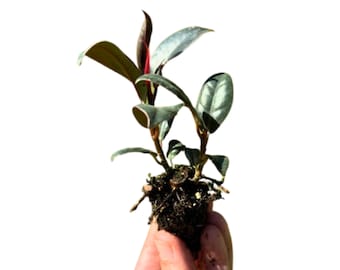 Live Ficus elastica 'Burgundy' Rubber Plant Bare Root, 2-4 Inches Tall, Glossy, Burgundy-Colored Leaves, Air-Purifying, Pet-Friendly