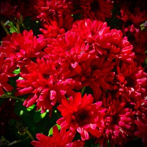 Nature Mum Photo