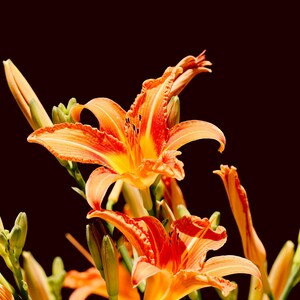 Lilly