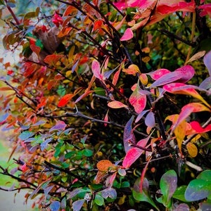 Colorful Nature Photo