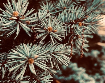 Winter bunt Kunst Digitaldruck Download Foto