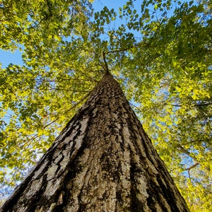 Nature Tree Photo