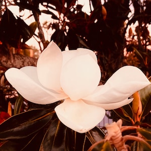 Florida Flower, Florida landscape, Florida Nature, Flowers, White Flower