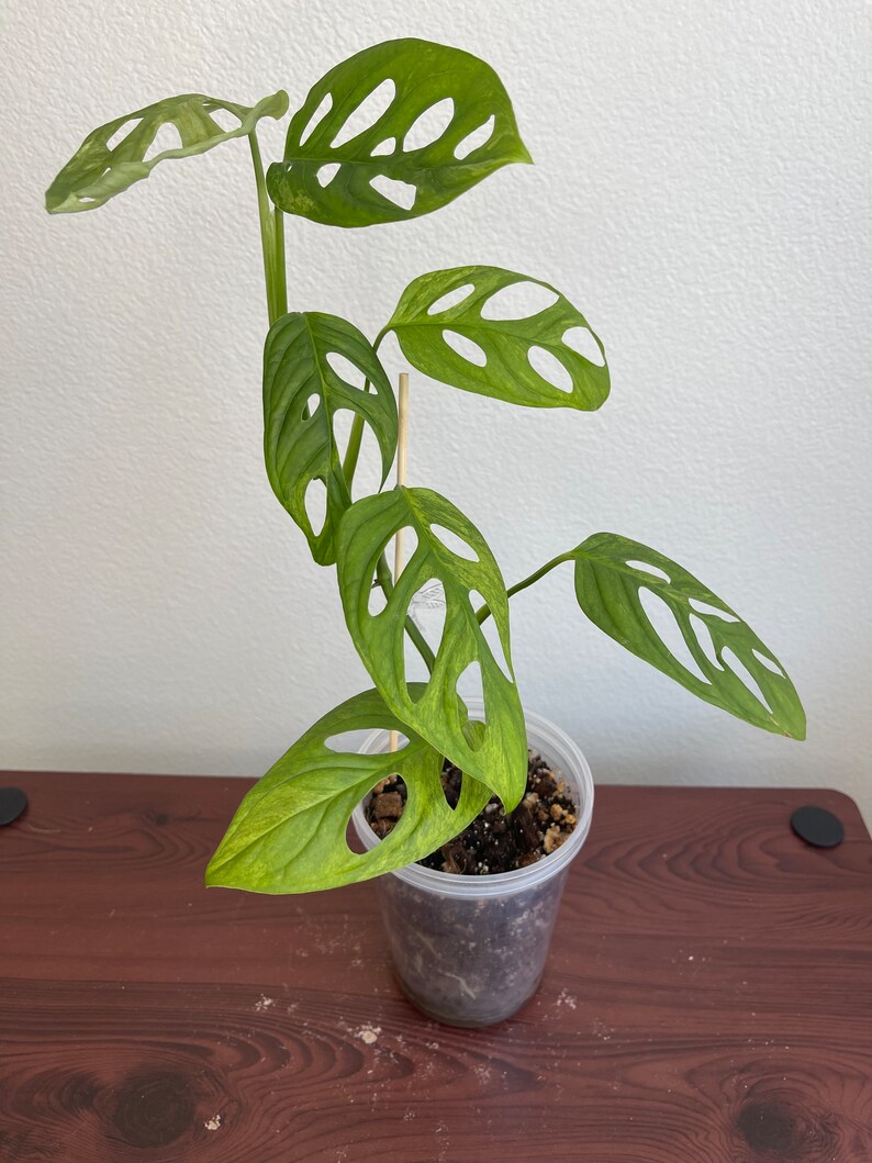 Monstera Adansonii Mint image 1