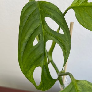 Monstera Adansonii Mint image 3