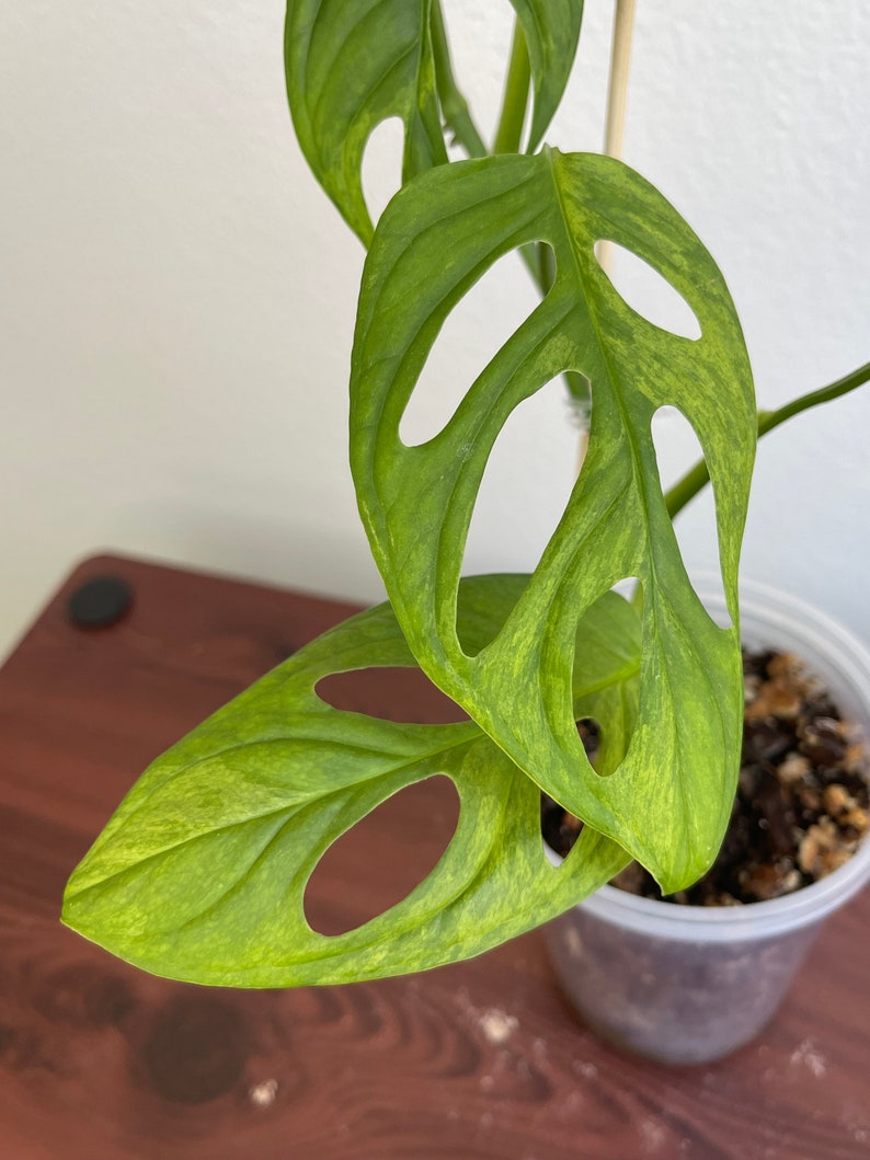 Monstera Adansonii Mint image 2