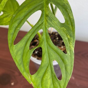 Monstera Adansonii Mint image 4