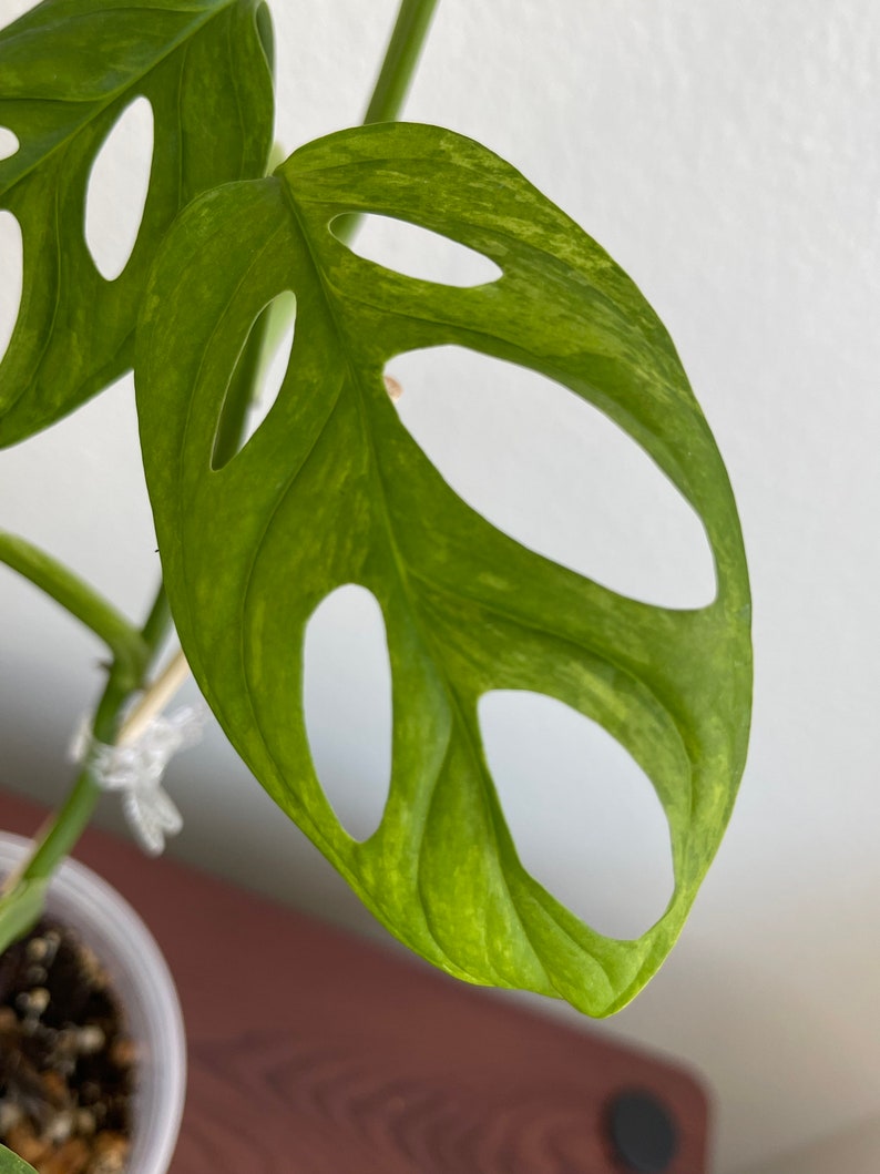 Monstera Adansonii Mint image 5