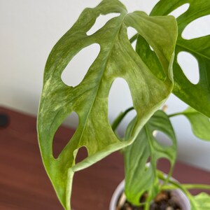 Monstera Adansonii Mint image 7