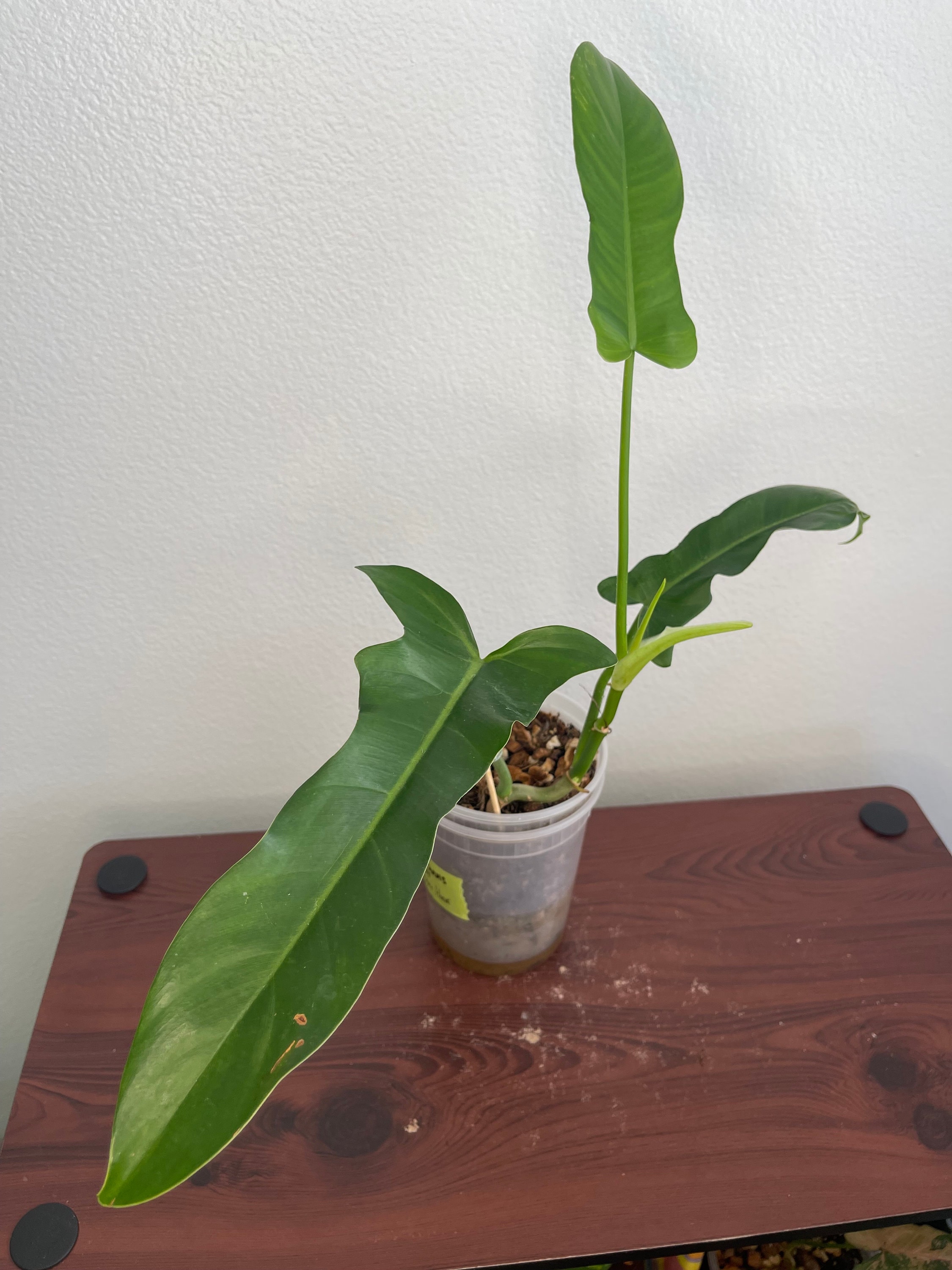 Philodendron Jerry Horne - Etsy