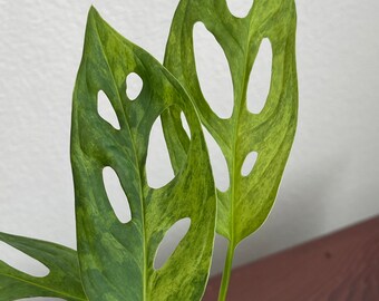 Monstera Adansonii Mint