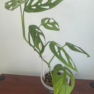 Monstera Adansonii Mint image 8