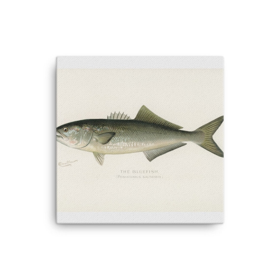 Chromolithographie Originale Sherman F DENTON - Le Poisson Bleu - Cadre Inclus - Vintage USA
