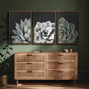 Framed Wall Art Print Set Desert Rose Echeveria Succulent Set Nature Plants Photography Modern Art Closeup Relax/Calm Dark Black and White