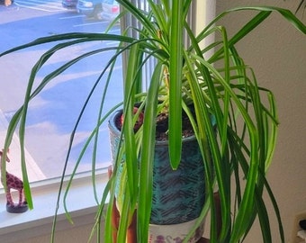 Spider plant non-variegated