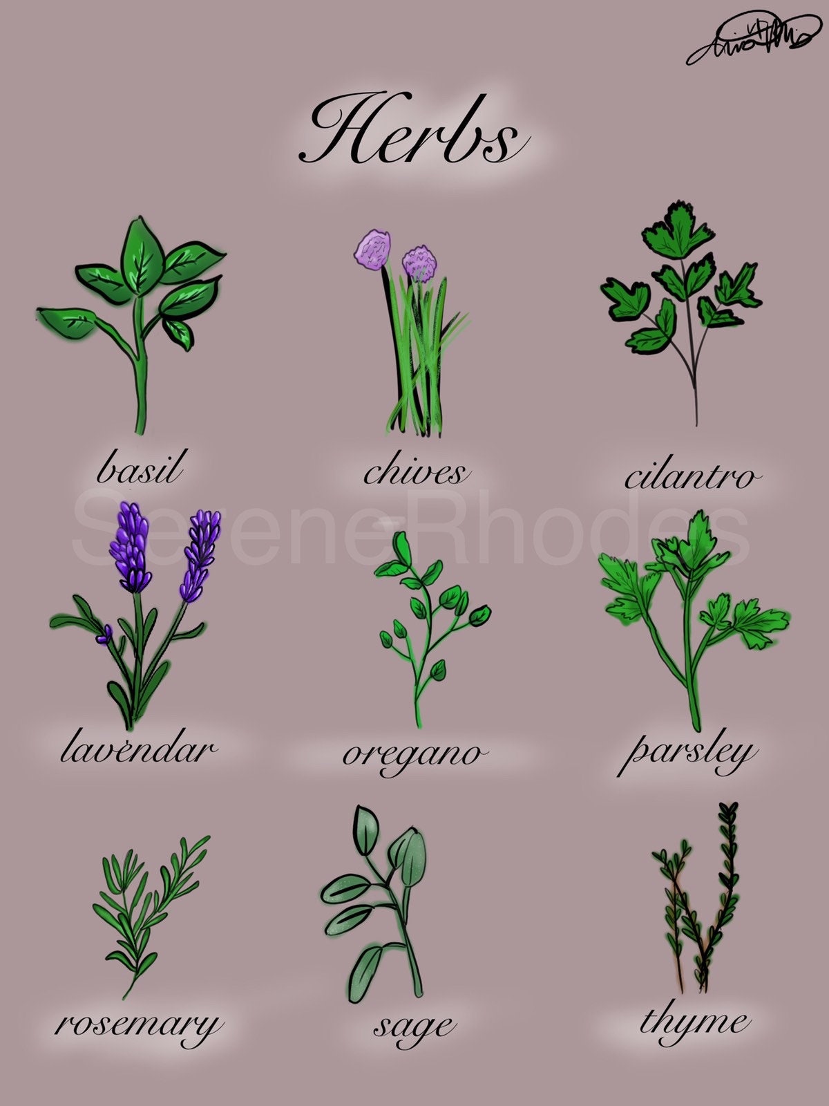 Herb Chart Etsy