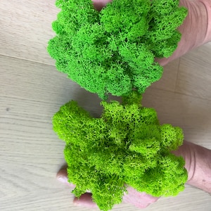 Bulk wholesale Preserved Reindeer Moss, Preserved Lichens Decor, Natural Moss Deco, Centerpiece Moss Wall Art, terrarium supply