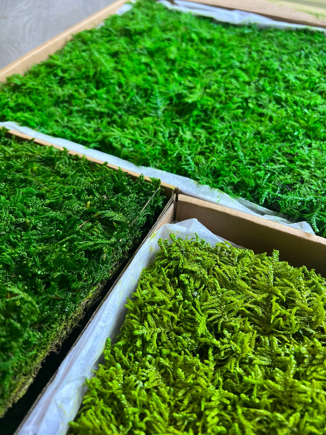 Wholesale Preserved Sheet Moss for Crafts, Terraiums, Floral Wedding