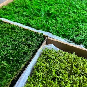 Muschio in fogli conservato all&#39;ingrosso per artigianato, terrari, decorazioni floreali per matrimoni. Decorazione per la casa ecologica verde brillante. Arte del muschio. 2 piedi quadrati/scatola