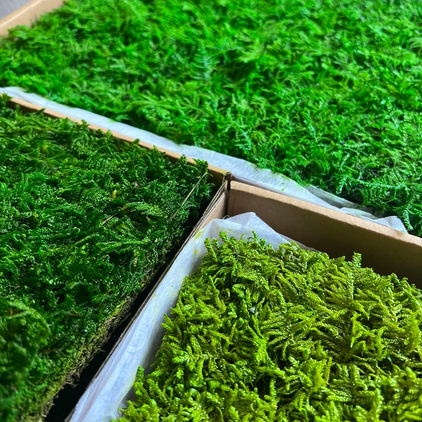 Wholesale Preserved Sheet Moss For Crafts, Terraiums,  Floral Wedding Decor. Vibrant Green Eco-Friendly Home  Decor. Moss Art. 2 sq ft / box