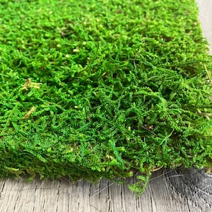 Bulk Preserved Green Moss, Centerpiece Decorations Moss, Moss Wall Art, Flat Moss, Terrarium