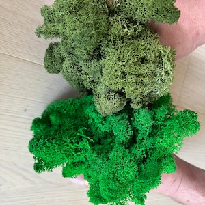 Bulk wholesale Preserved Reindeer Moss, Preserved Lichens Decor, Natural Moss Deco, Centerpiece Moss Wall Art, terrarium supply