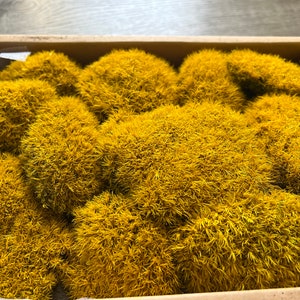 Bulk Premium Preserved Golden Yellow Cushion Moss, Moss Wall Art Supplies,Terrarium, DIY Arts and Crafts, Moss Bun, Pole Moss. 1.7 sf/box