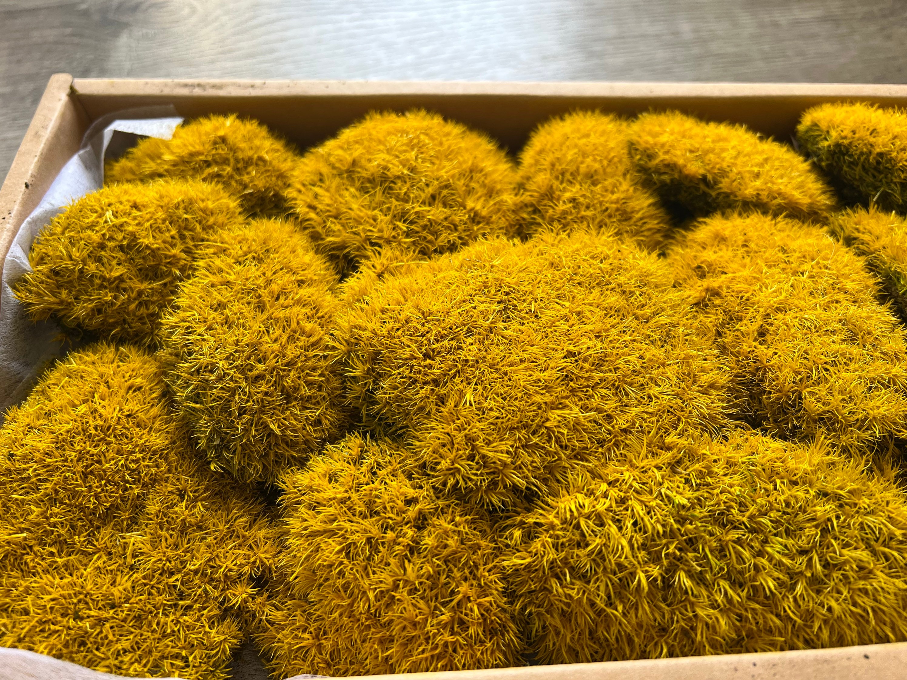 Bulk Premium Preserved Golden Yellow Cushion Moss, Moss Wall Art Supplies,Terrarium, DIY Arts and Crafts, Moss Bun, Pole Moss. 1.7 sf/box