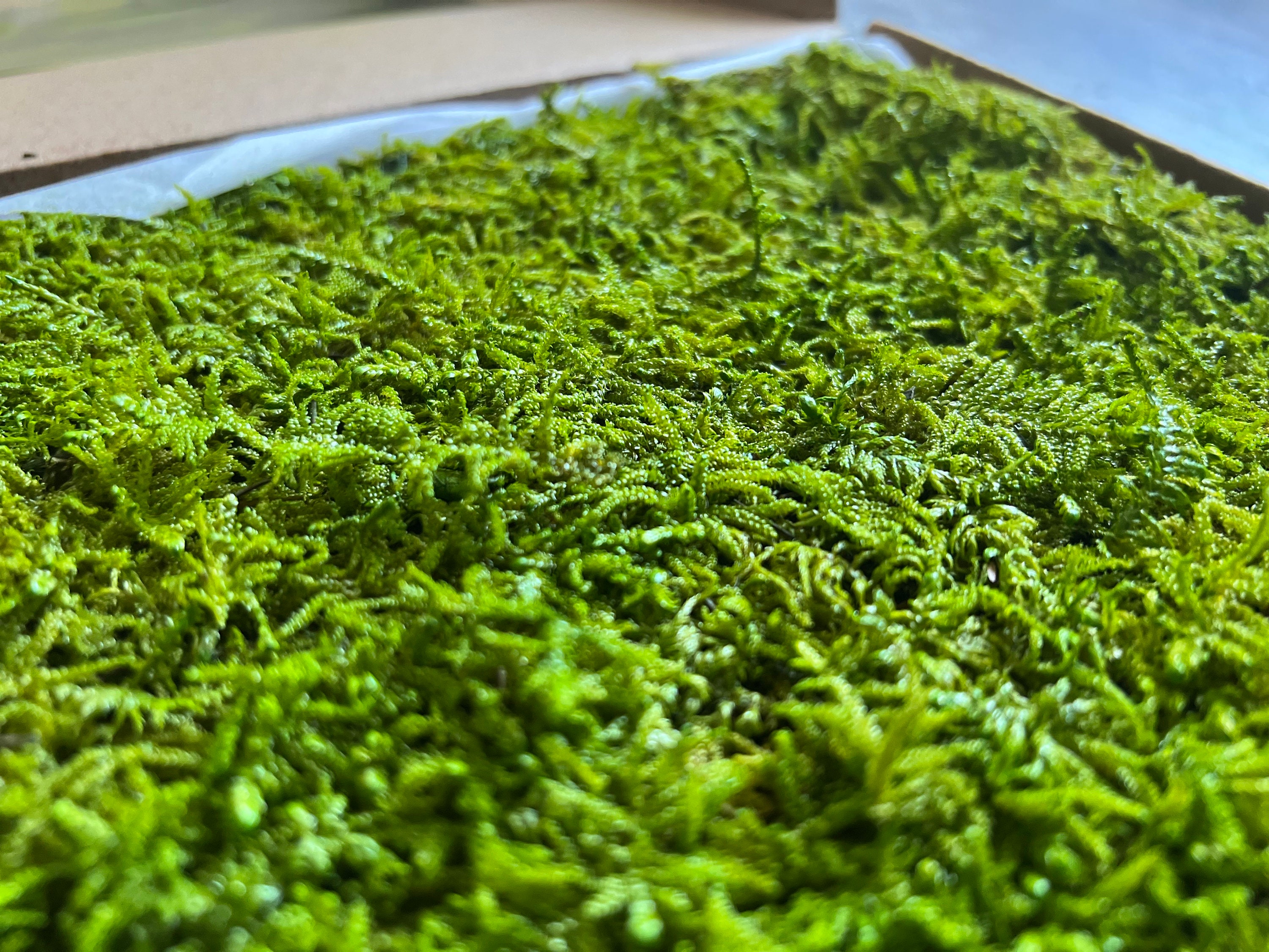 Wholesale Preserved Sheet Moss For Crafts, Terraiums,  Floral Wedding Decor. Vibrant Green Eco-Friendly Home  Decor. Moss Art. 2 sq ft / box
