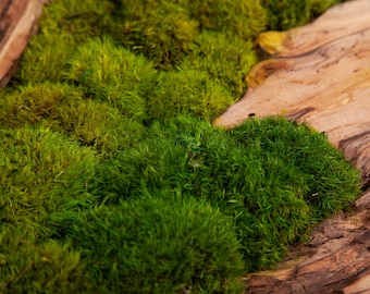 Bulk Preserved Moss Wall Art Supplies, Natural Cushion Moss,Terrarium, Centerpiece, DIY Arts and Crafts, Moss Bun, Pole Moss. 1.7 sf/box