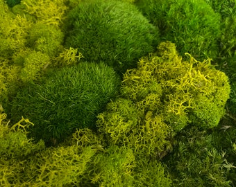 Bulk Preserved Moss Wall Art Supplies, Natural Cushion Moss,Terrarium, Centerpiece, DIY Arts and Crafts, Moss Bun, Pole Moss. 1.7 sf/box