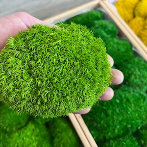 Bulk Preserved Moss Wall Art Supplies, Natural Cushion Moss,Terrarium, Centerpiece, DIY Arts and Crafts, Moss Bun, Pole Moss. 1.7 sf/box
