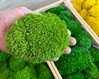 Bulk Preserved Moss Wall Art Supplies, Natural Cushion Moss,Terrarium, Centerpiece, DIY Arts and Crafts, Moss Bun, Pole Moss. 1.7 sf/box