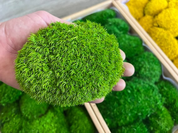 Whole Moss Balls Wholesale Can Make Any Space Beautiful and Vibrant 
