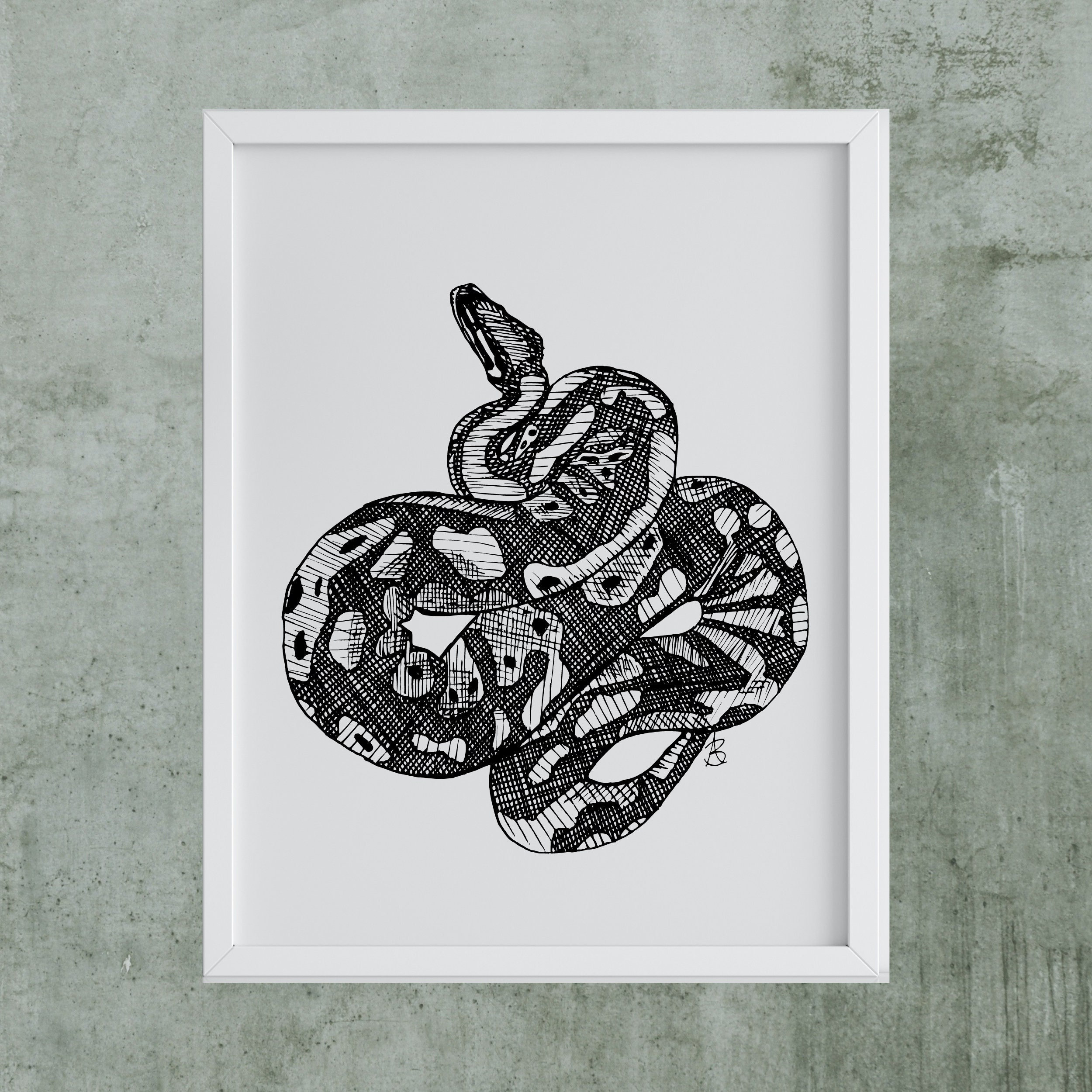Ball Python Drawings