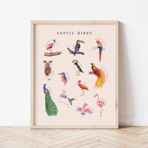 Exotic Birds Educational Poster | Watercolor Illustration Wild Animals Print | Montessori Toddler Room Decor | Digital Download