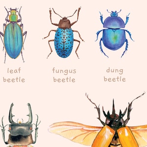 Carteles educativos de escarabajos, insectos y moluscos / Juego de 2 impresiones Montessori de tema natural / Decoración de la habitación del niño de la acuarela / Descarga digital imagen 6