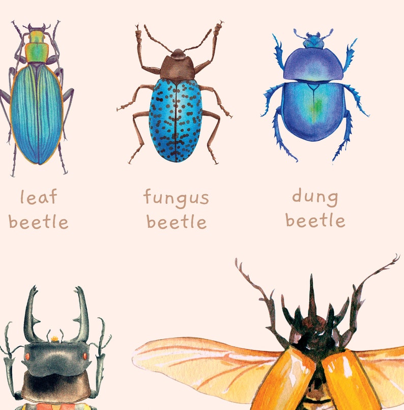 Carteles educativos de escarabajos, insectos y moluscos / Juego de 2 impresiones Montessori de tema natural / Decoración de la habitación del niño de la acuarela / Descarga digital imagen 6