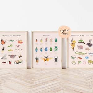Pósteres educativos de reptiles, escarabajos, insectos y moluscos/Juego de 3 impresiones Montessori para la educación en el hogar/Decoración de habitación para niños pequeños con acuarela/Archivos digitales