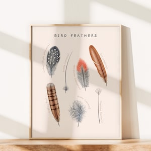 May include: A chart titled "Bird Feathers" with illustrations of different types of feathers and their functions. The feathers are labeled with their names and functions, such as "contour (flight efficiency)", "wing (flight)", "bristle (sensory)", "tail (steering)", "semiplume (insulation)", "downy (warmth)", and "fileplume (sensory)".