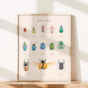 Carteles educativos de escarabajos, insectos y moluscos / Juego de 2 impresiones Montessori de tema natural / Decoración de la habitación del niño de la acuarela / Descarga digital imagen 7