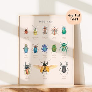 Beetle Species Montessori Educational Poster | Insects Bugs Homeschool Print | Watercolor Illustration Toddler Room Decor | Digital Download