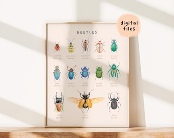 May include: A printable chart featuring illustrations of different types of beetles, with their names listed below each image. The chart is titled "BEETLES" and includes beetles such as the spotted ladybug, cucumber beetle, long-horn beetle, jewel beetle, ground beetle, leaf beetle, fungus beetle, dung beetle, stag beetle, and Goliath beetle.