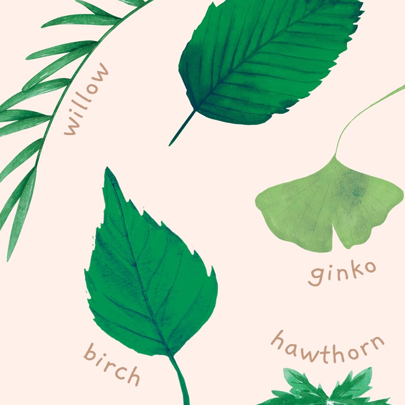 May include: An illustration of five different types of leaves with their names written below them: willow, birch, ginko, hawthorn. The leaves are drawn in a watercolor style with a light green background.