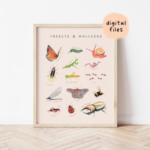 Watercolor Insects & Mollusks Educational Poster | Hand-painted Animal Illustration Print | Nature Theme Toddler Room Decor | Digital Files